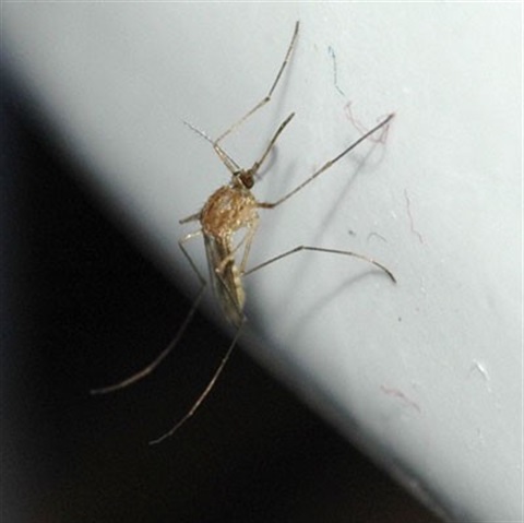 mosquito.jpg