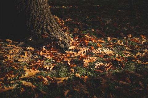 pexels-francesco-ungaro-6011021.jpg