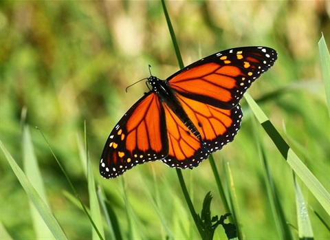 Monarch Butterfly is a pollinator to attract to a garden