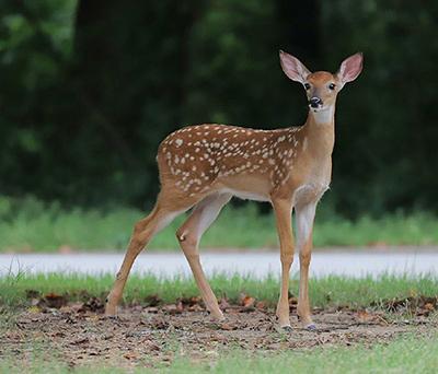 Living with Deer | City of St Charles, IL